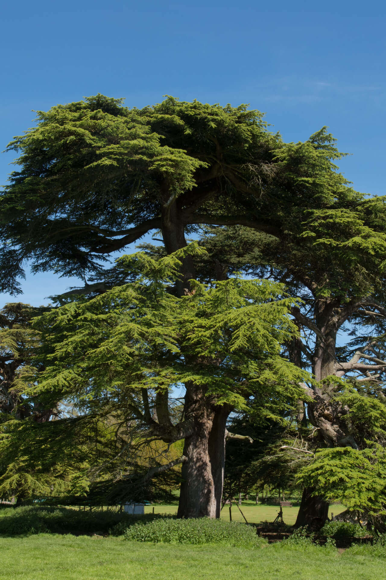 Cedar Trees for Sale – Hardy, Fragrant, and Evergreen – TN Nursery