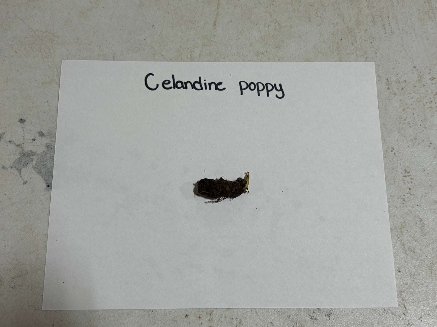Small sample of celandine poppy on a white card with 'Celandine poppy' text, placed on a textured surface.