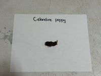 Small sample of celandine poppy on a white card with 'Celandine poppy' text, placed on a textured surface.