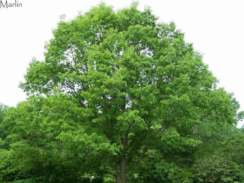 Chestnut Oak Seedlings - TN Nursery