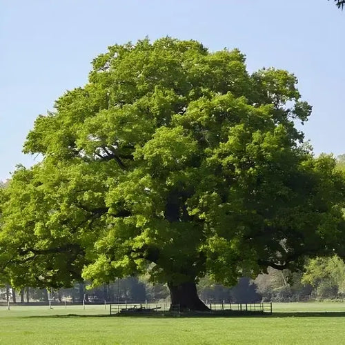 Chestnut Oak Tree - TN Nursery