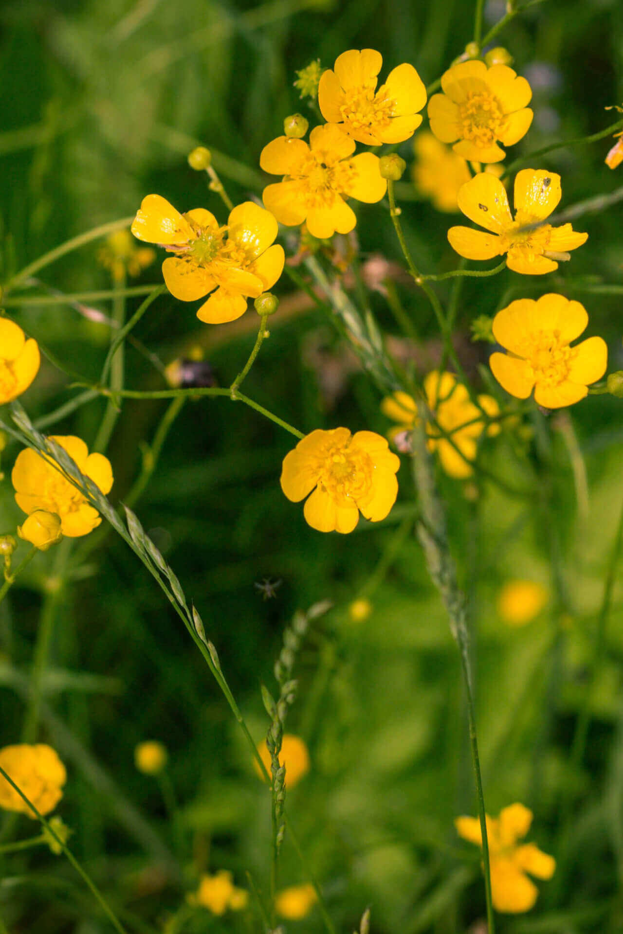 Creeping Buttercup Perennial Flowers
