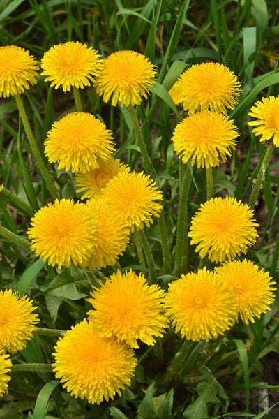 Dandelion Plant's Stunning Flowers