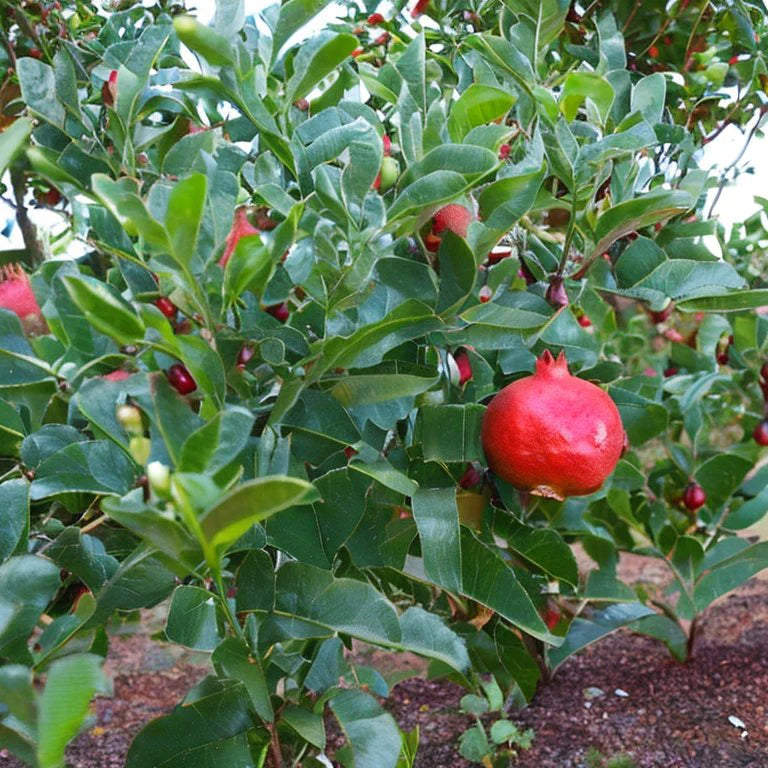 Dwarf Red Pomegranate - TN Nursery