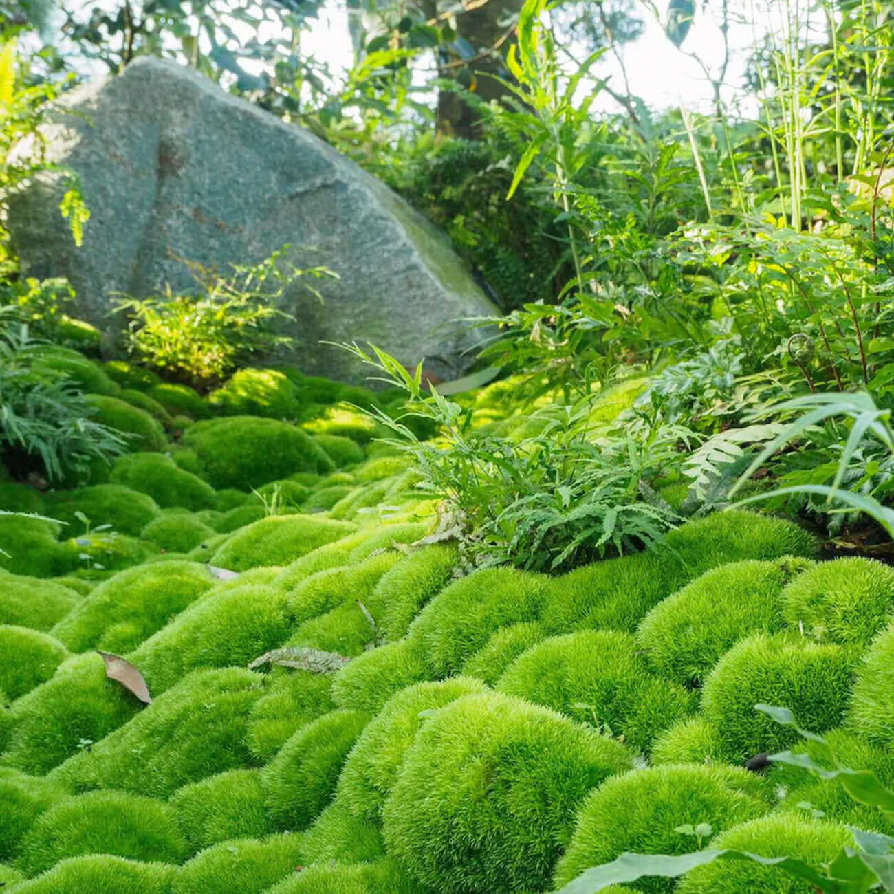 Fern foliage with bright green fronds spread wide