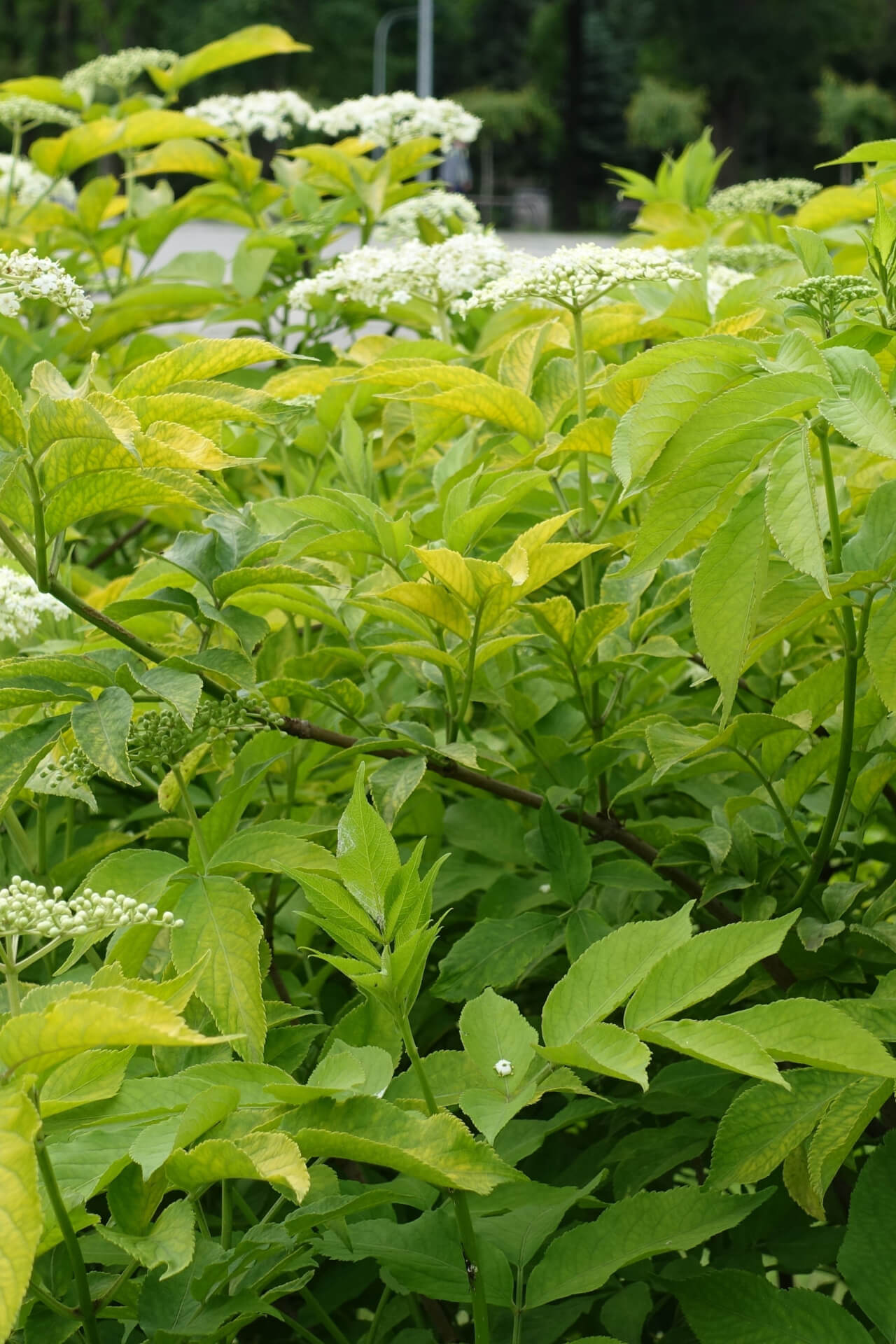 Elderberry Bush Stunning Green Foliage