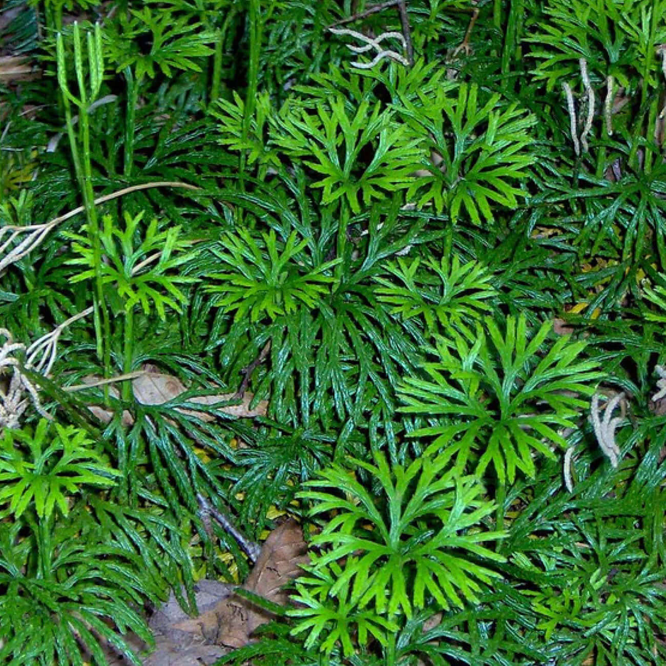 Fan clubmoss groundcover with lush green foliage