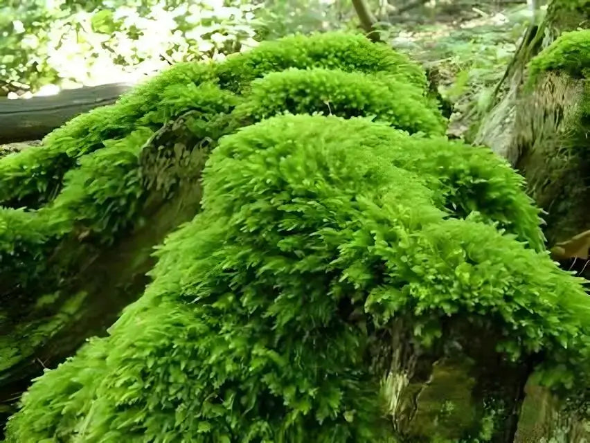 Fern Moss Bright Green Fonds