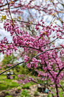 Flowering Red Bud Tree