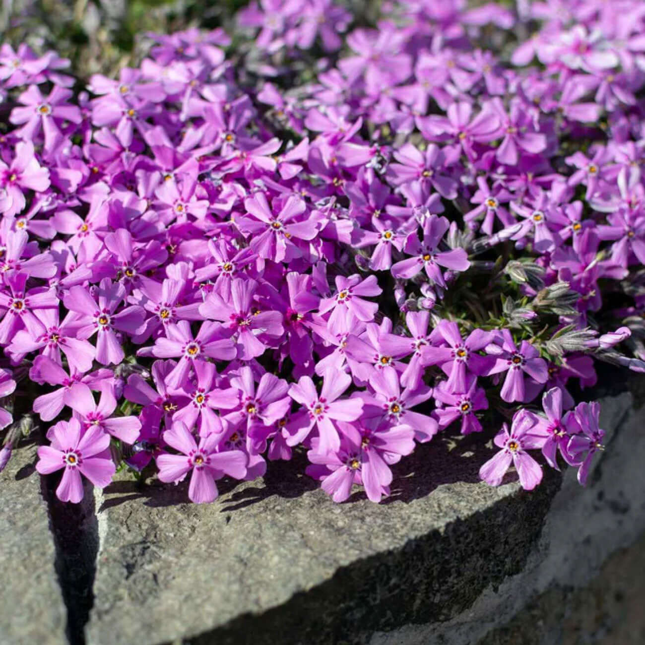 Vibrant purple clematis vine flowers in full bloom