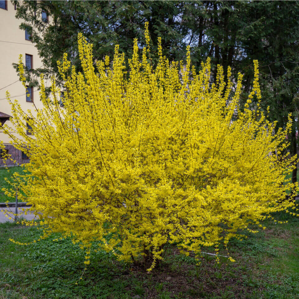 Forsythia Shrub With Stunning Foliage