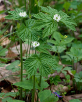 Goldenseal Plant With Small White Flowers