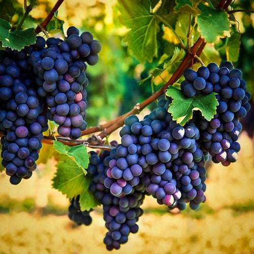 Grape Vine (Fruit Bearing Age) 3-4'