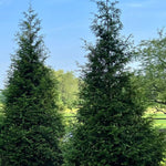 Green Giant Arborvitae 12-14" - TN Nursery