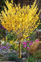 Witch Hazel Flowering Shrub