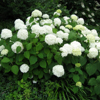 A Snow Hill Hydrangea (Hydrangea arborescens 'Snowhill') with large, rounded clusters of white flowers and green leaves.