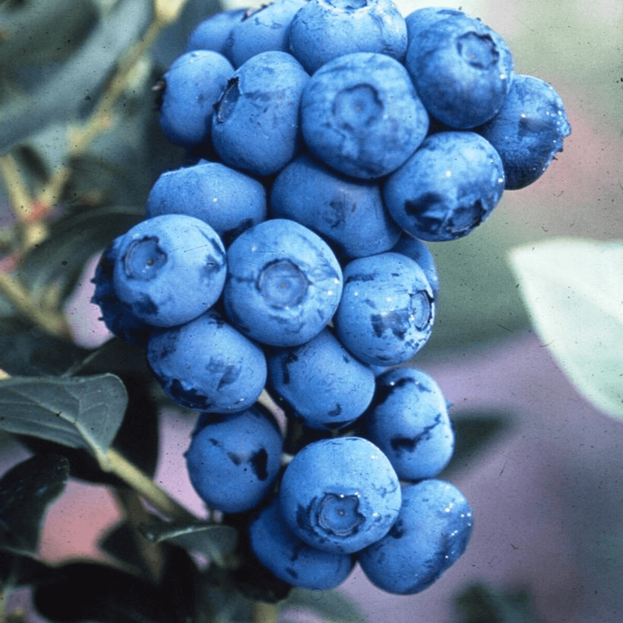 High Bush Blueberry - TN Nursery
