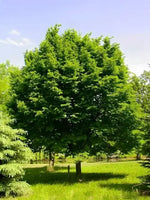 Hornbeam Tree With Bright Green Foliage
