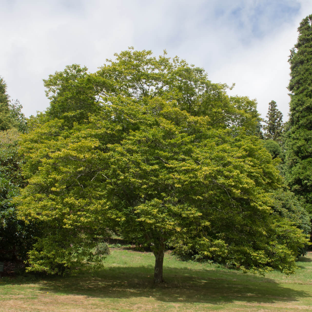 Hornbeam Tree with Stunning Foliage