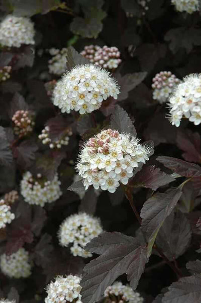 Hydrangea Arborescence  Shrub Live Stakes