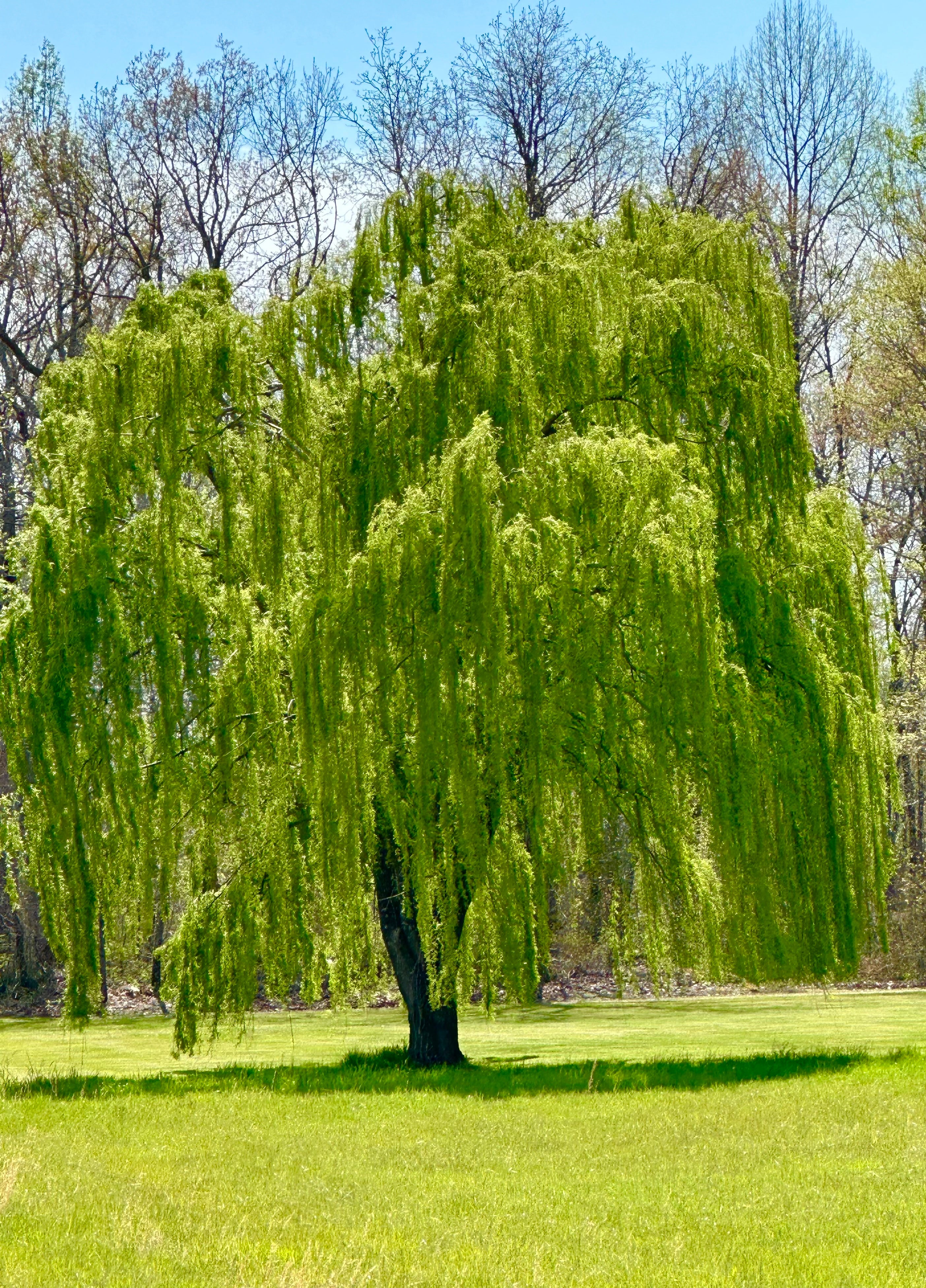 A single mature Weeping Willow tree with long, drooping branches and green leaves, standing in an open grassy area.