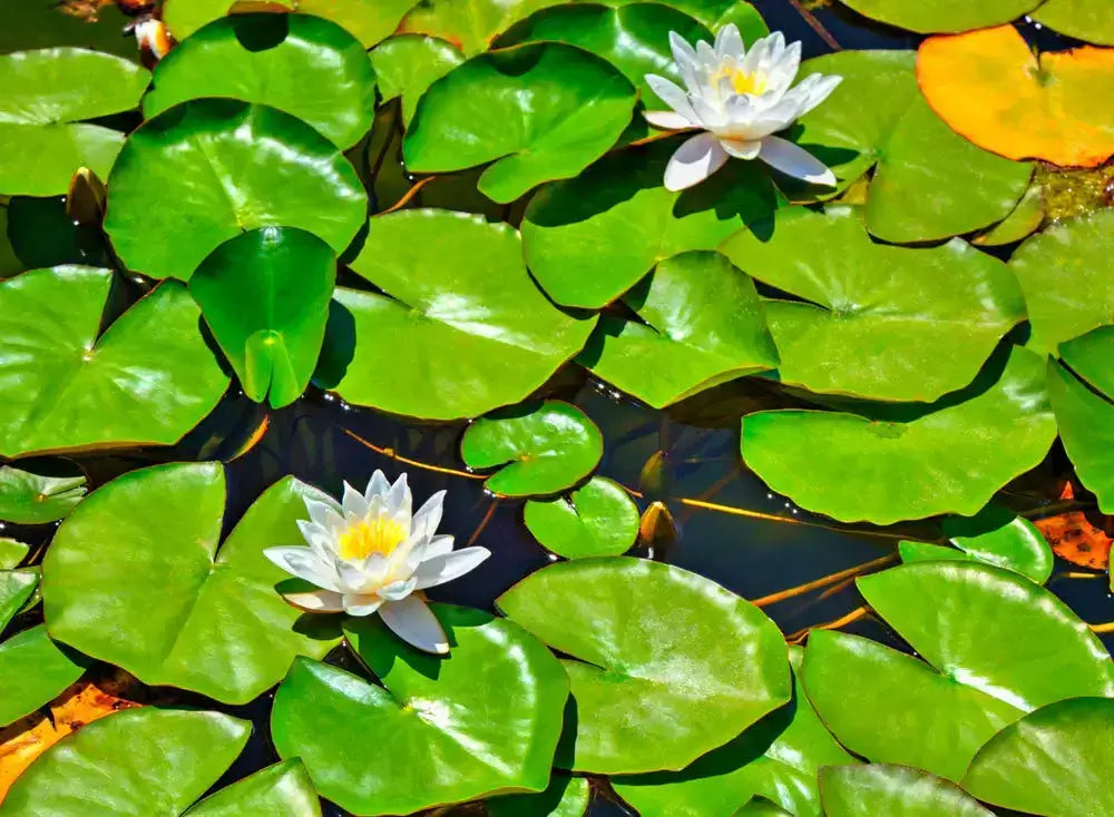 Lily Pads For Sale  Buy 1, Get 1 Free – TN Nursery