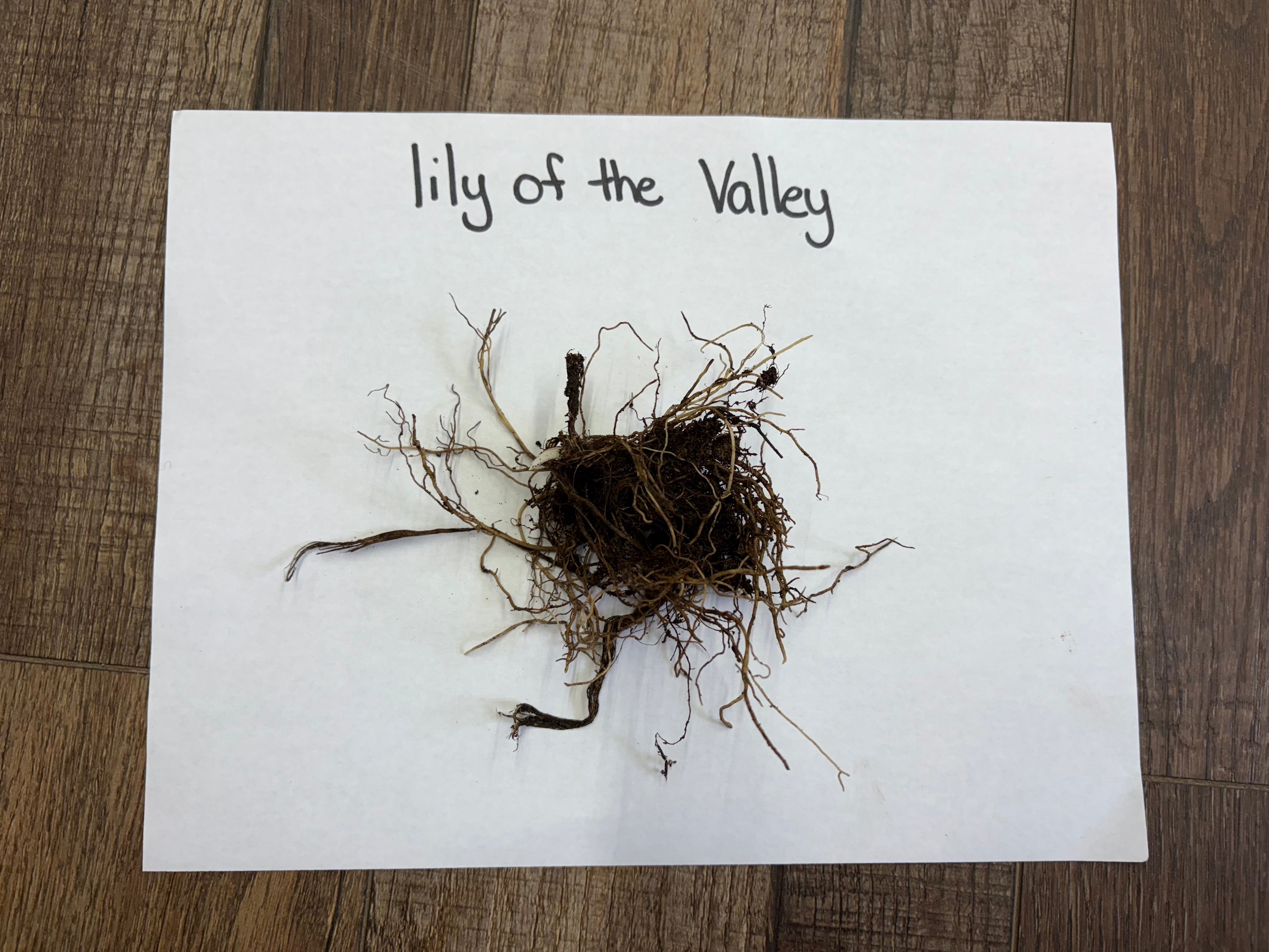 Roots of a plant on a piece of paper with 'lily of the Valley' text on a wooden surface