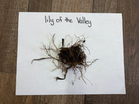 Roots of a plant on a piece of paper with 'lily of the Valley' text on a wooden surface