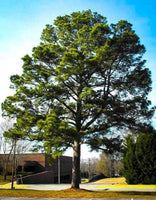 A tall Loblolly Pine Tree with long, green needles and brown cones, situated in an outdoor environment with a clear sky in the background.