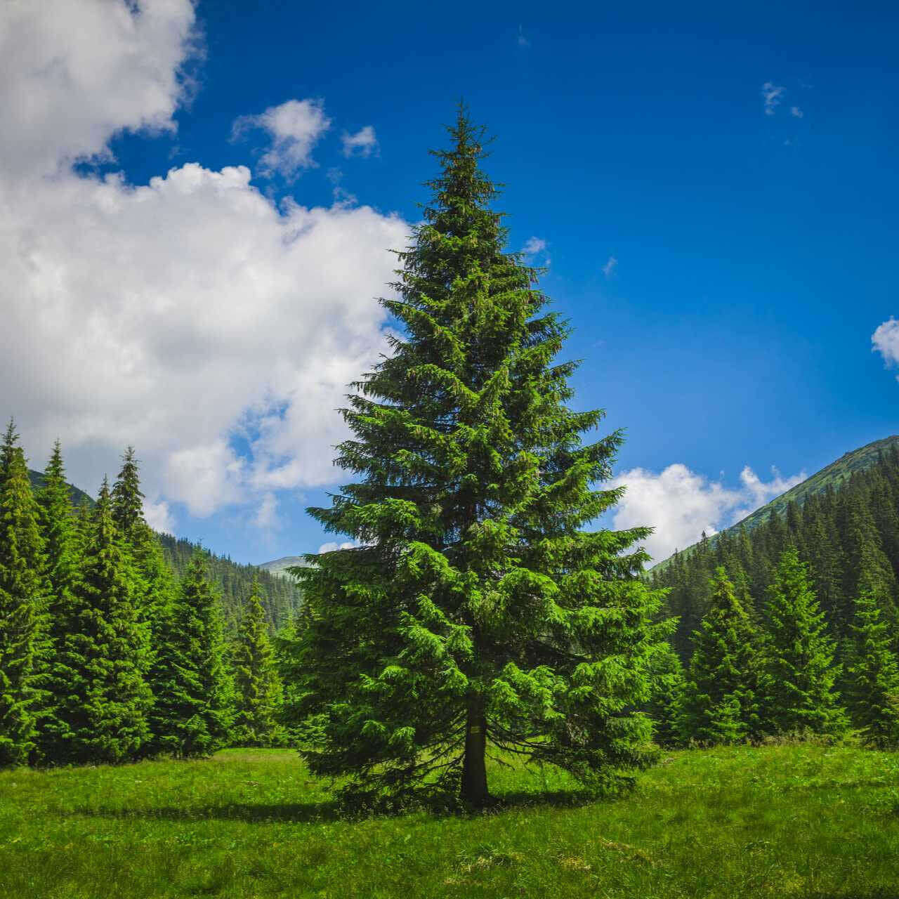 Loblolly Pine Tree in a stunning landscape