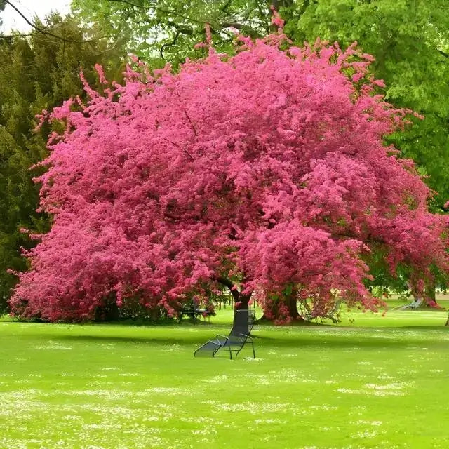 Memorial Tree in full bloom