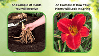 before and after perennials