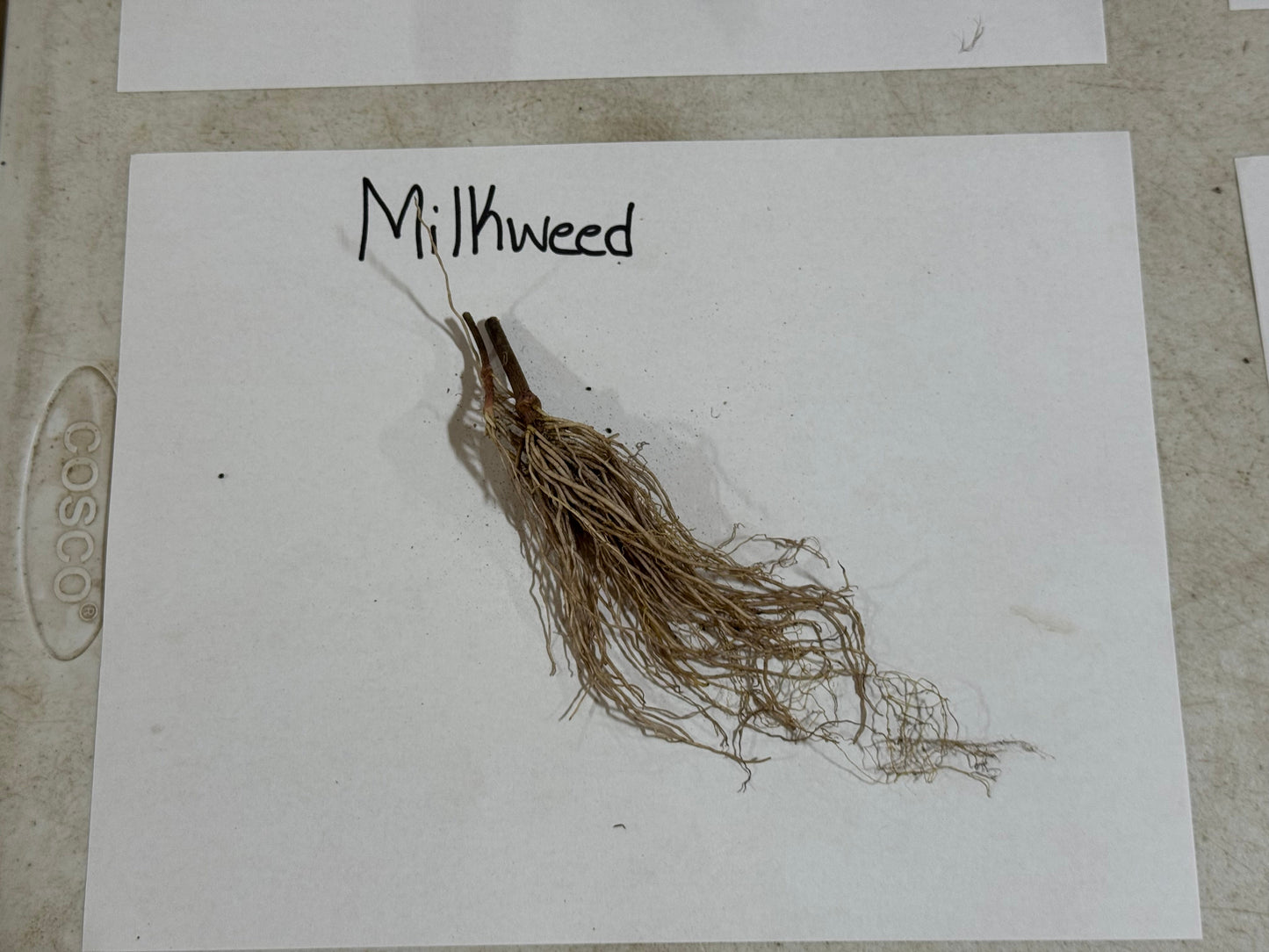 Root of a milkweed plant on a white label with 'Milkweed' text, on a beige surface.