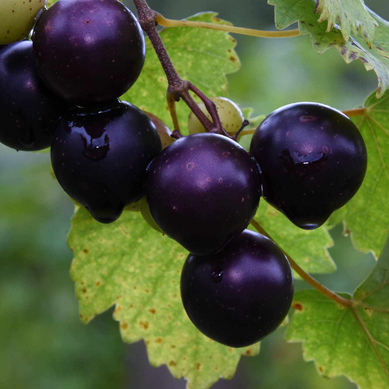 Muscadine Grape Plant - TN Nursery