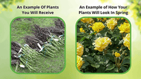 before and after shrubs