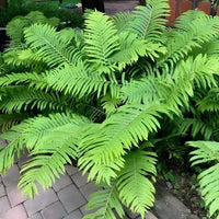 Ostrich Fern used as a border plant