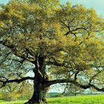 Overcup Oak Tree - TN Nursery