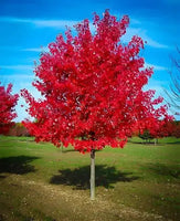 red foliage on a tree in fall