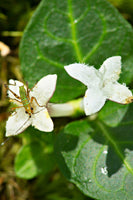 Partridgeberry Plant in full bloom