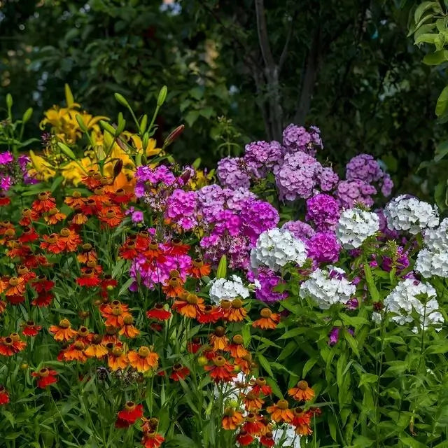 A garden bed with a variety of colorful flowers, including red, purple, orange, and white plants, with green foliage in the background.