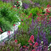 Perennial garden full of all colors of flowers