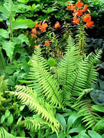 Perennials and Ferns In a Garden