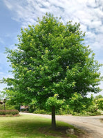 Pin Oak Tree full of green foliage