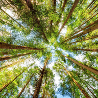pine trees in a forest