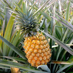 Pineapple Plant - TN Nursery