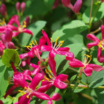 Pink Tatarian Honeysuckle - TN Nursery