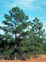 A photo showing several Pitch Pine trees with dark green needles and rugged bark, under a clear blue sky.