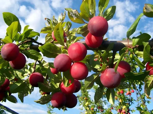 Plum Fruit Tree