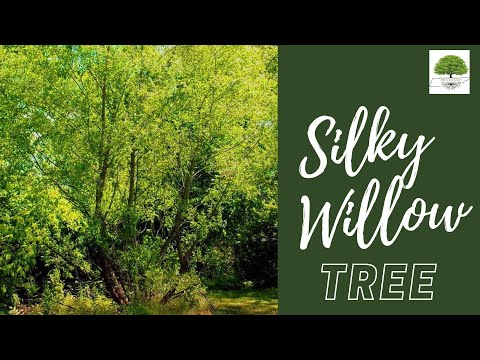 TN Nursery video on   Silky Willow