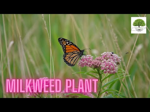 TN Nursery video on Milkweed Plant